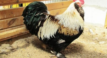 Charakteristika a popis faverolových slepic, pravidla chovu